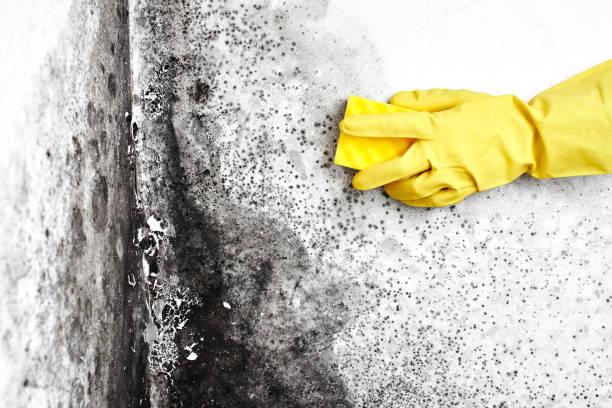 Best Residential Mold Remediation in Elma, WA