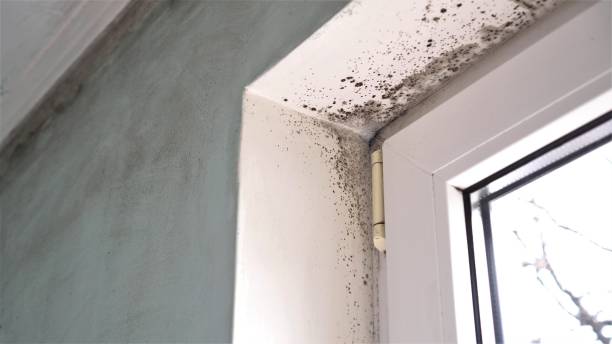 Best Insurance-Related Mold Remediation in Elma, WA