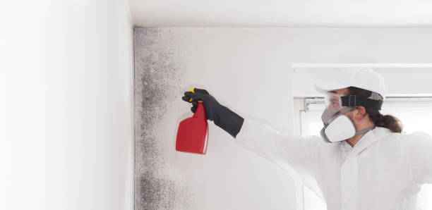 Best Bathroom Mold Remediation in Elma, WA