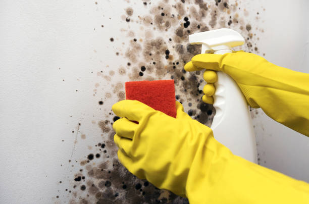 Best Commercial Mold Remediation in Elma, WA