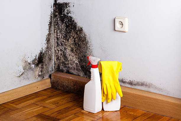 Best Mold Testing and Inspection Services in Elma, WA