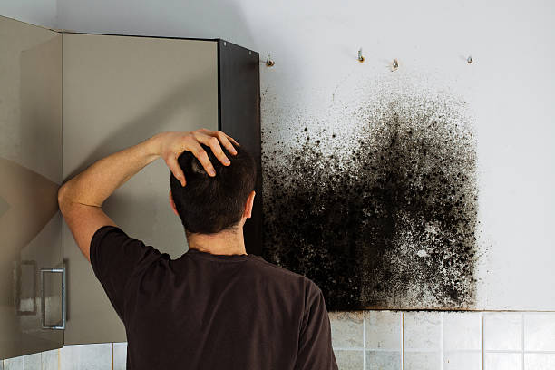 Best Black Mold Remediation in Elma, WA